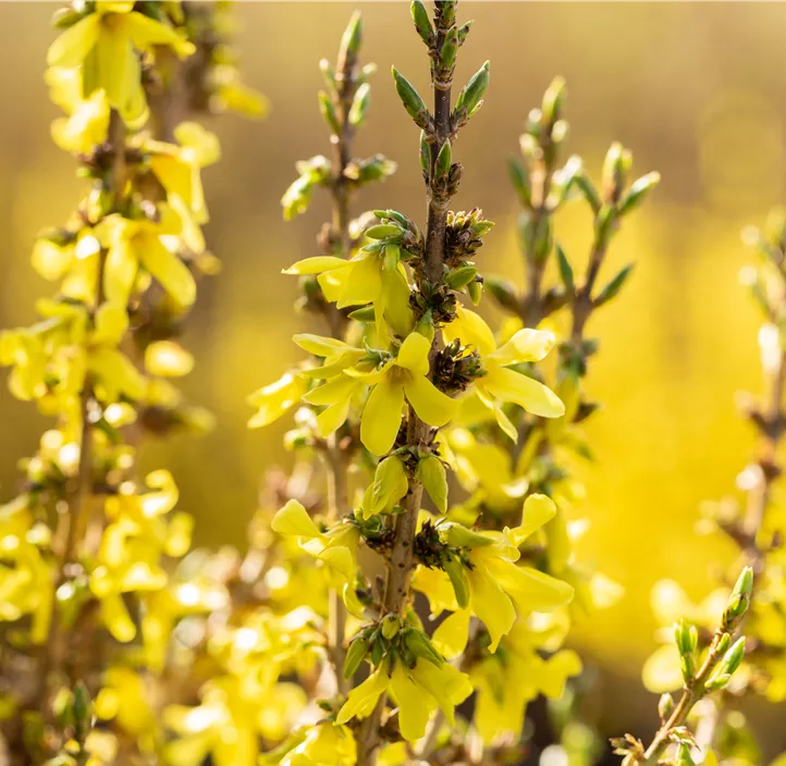 Goldglöckchen 'Mikador'®