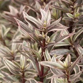 Hebe Magic Color Mix