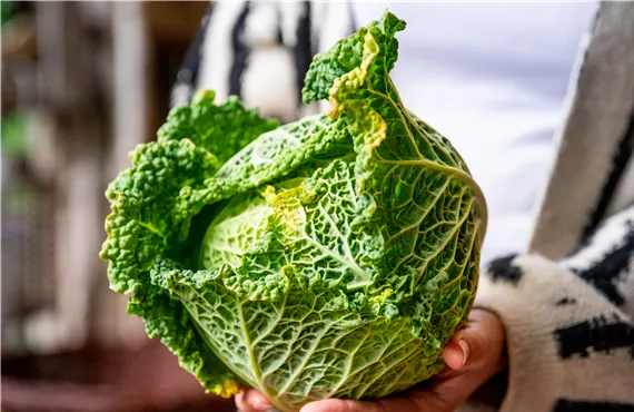 Hofladen - Kohl Hofladen - Kohl