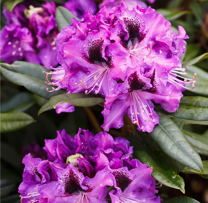 Rhododendron-Hybride 'Blaue Jungs'