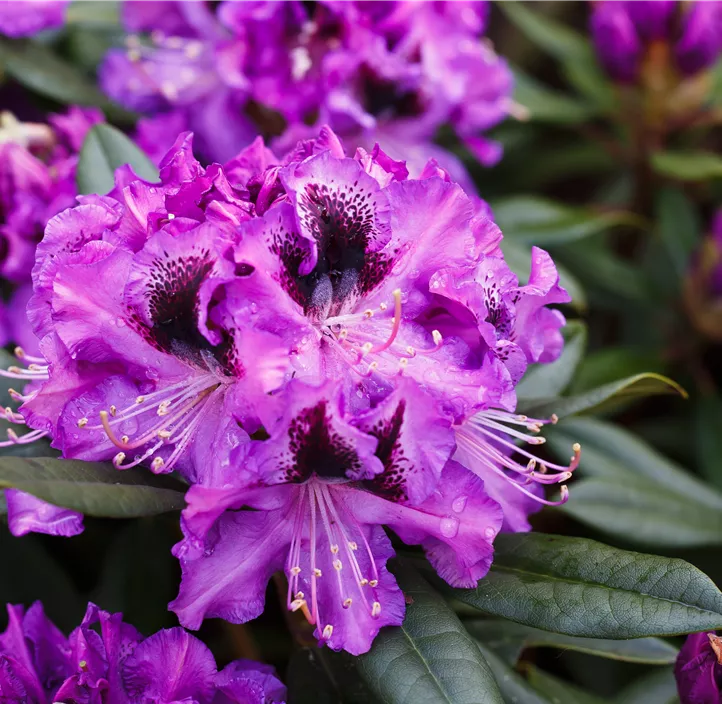 Rhododendron-Hybride 'Blaue Jungs'