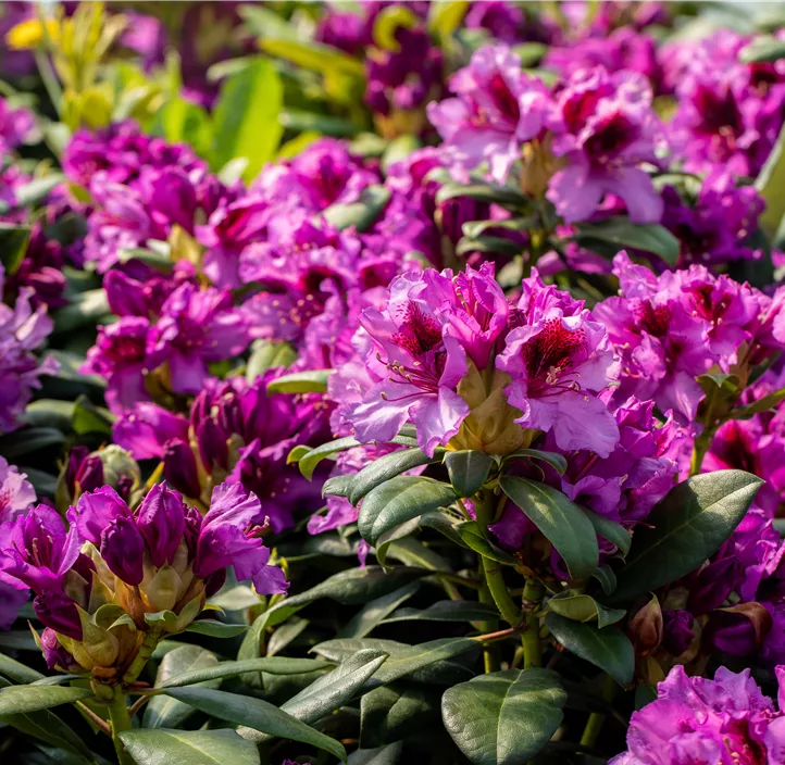 Rhododendron-Hybride 'Blaue Jungs'