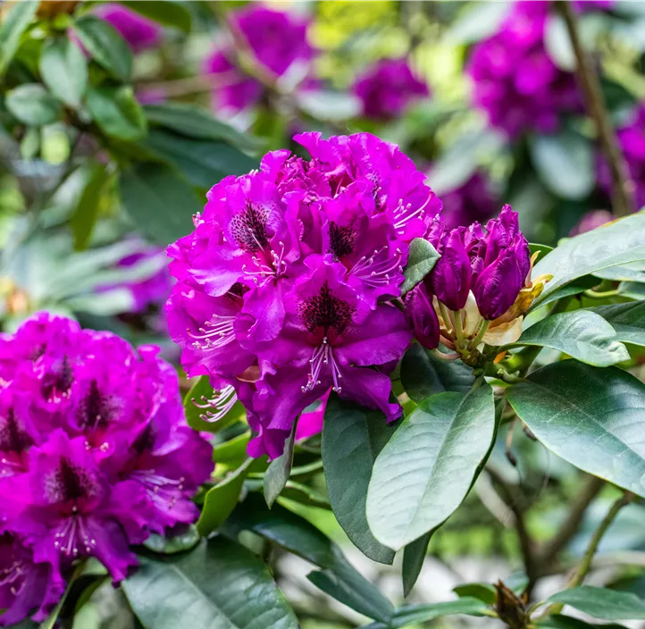 Rhododendron-Hybride 'Blaue Jungs'