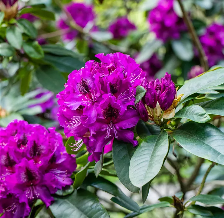 Rhododendron-Hybride 'Blaue Jungs'