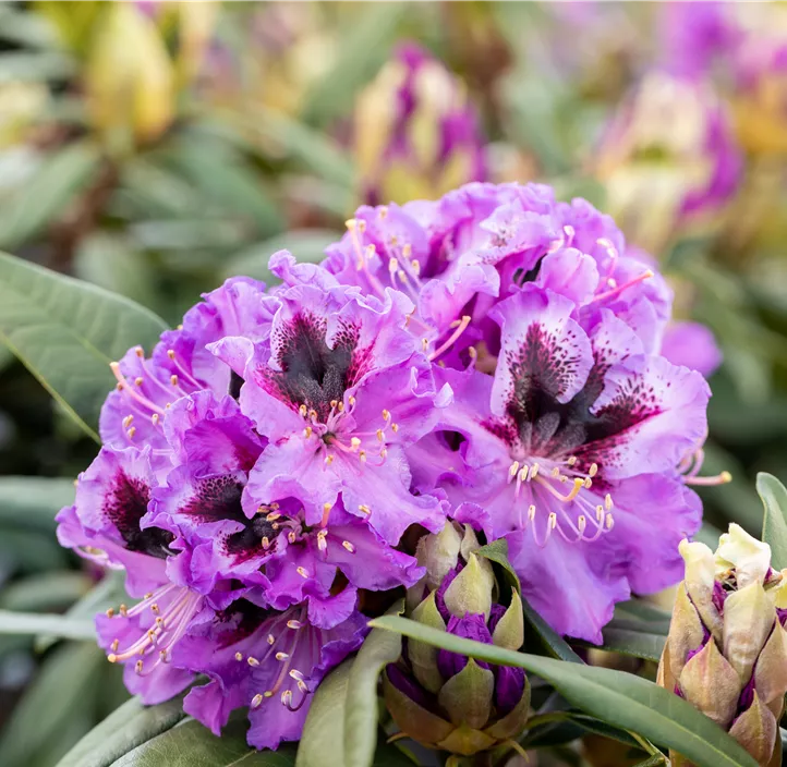 Rhododendron-Hybride 'Blaue Jungs'