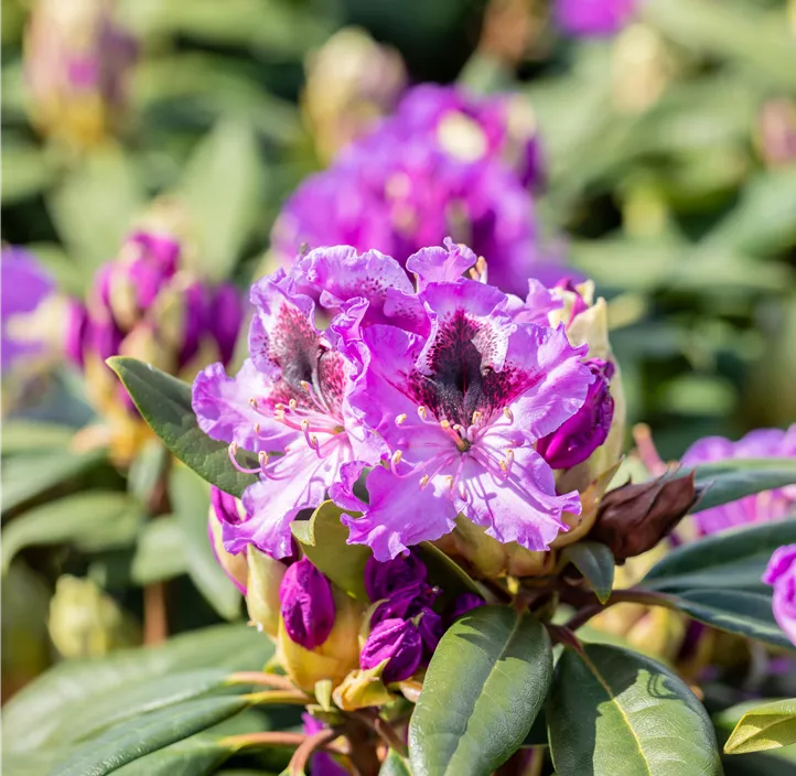 Rhododendron-Hybride 'Blaue Jungs'