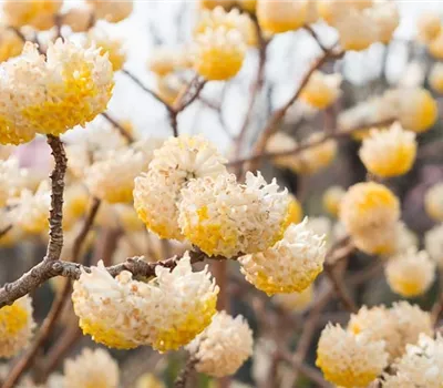 Edgeworthia chrysantha Honey Sunshine