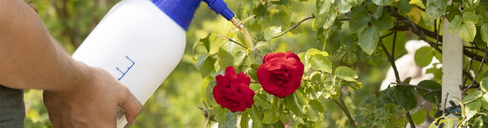 Pflanzenschutzmittel auf Rosen sprühen