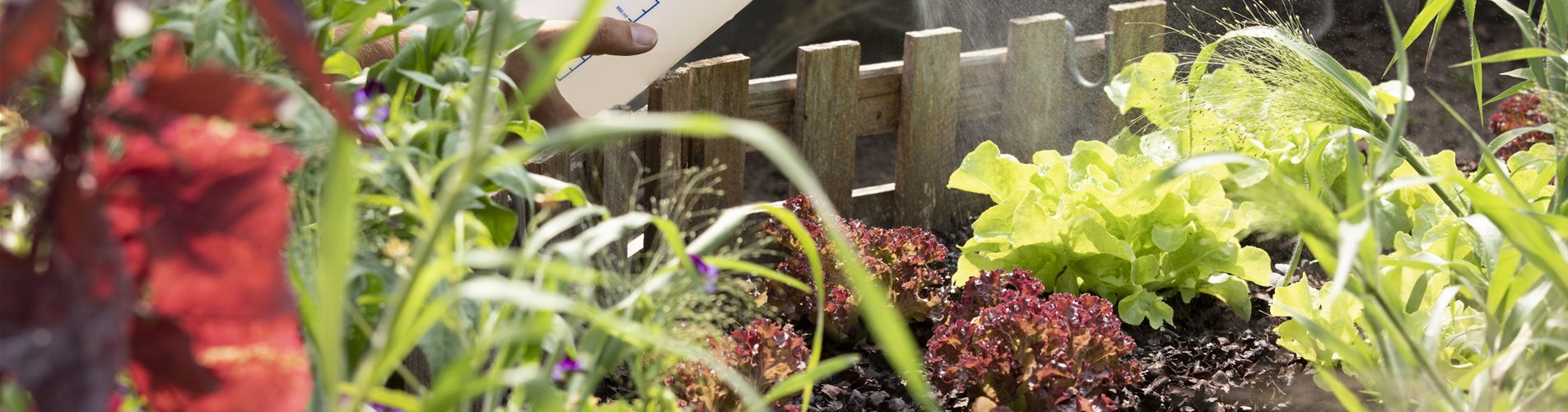 Pflanzenschutzmittel auf Salat sprühen