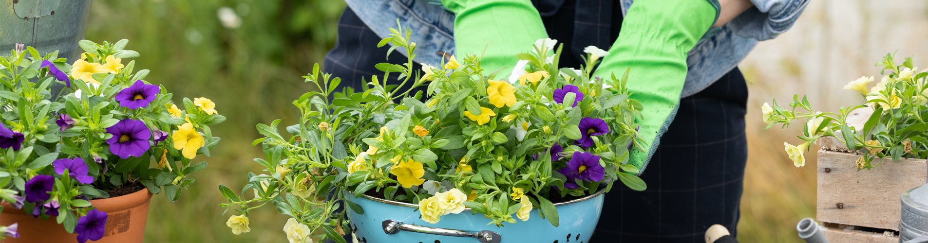 Upcycling - Pflanze einsetzen