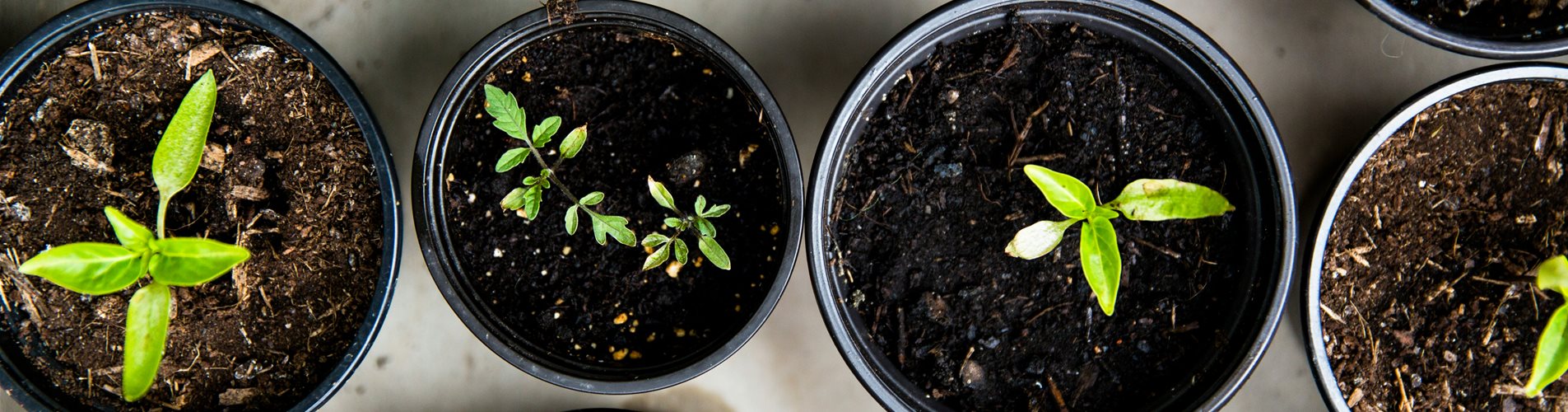 anzucht-erde-pflänzchen (2)