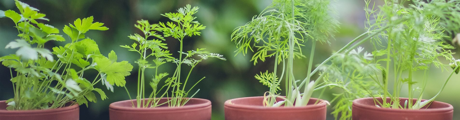 anzucht-kräuter-0-1229-3915-2610