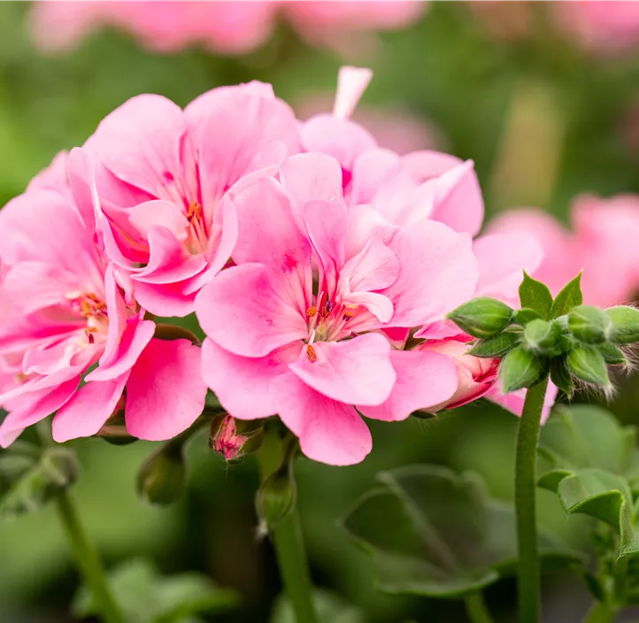 Hängepelargonie 'Moonflair Light Pink'