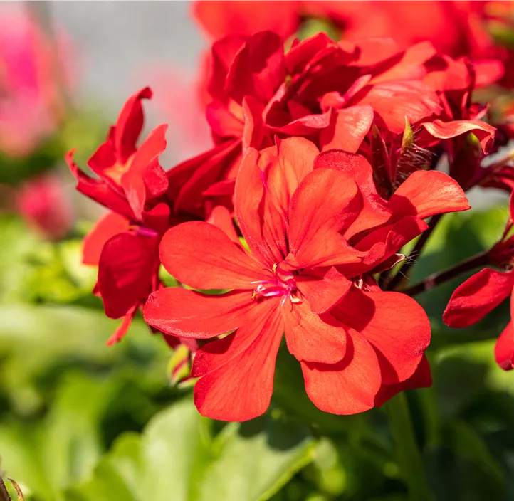 Hängepelargonie Villetta® 