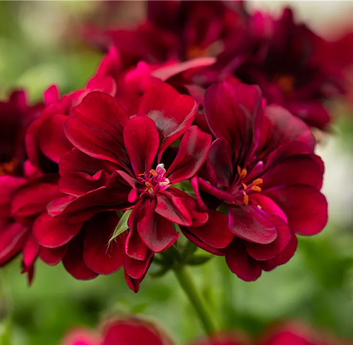 Hängepelargonie Villetta® 
