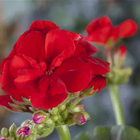 Pelargonium zonale Bernd