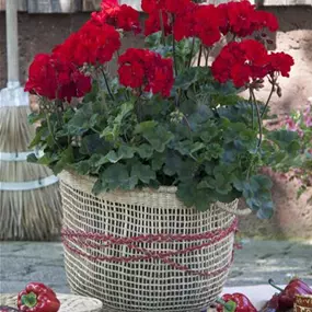 Pelargonium zonale Moonlight Tumbao