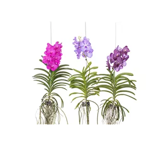 Vanda Hybriden XXL