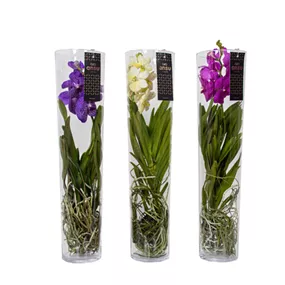 Vanda Orchidee im Glasgefäß Michelle