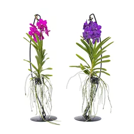 Vanda/Ascocenda auf Gestell