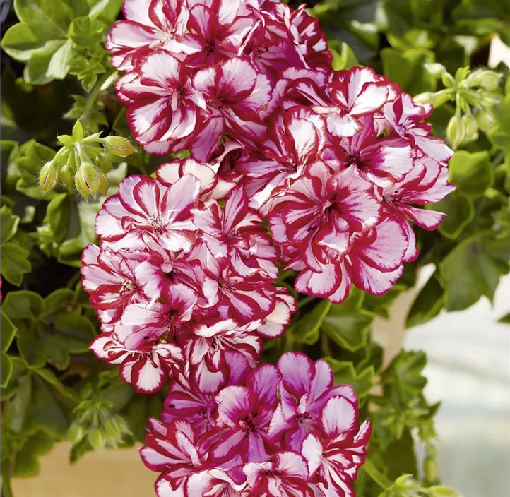 Hängepelargonie 'Bella Bonita'