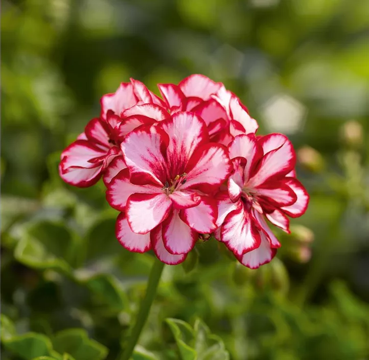 Hängepelargonie 'Bella Bonita'