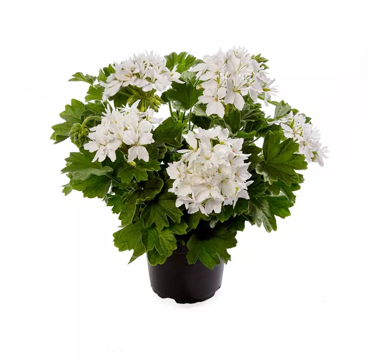 Zonal-Pelargonie 'Starry White'