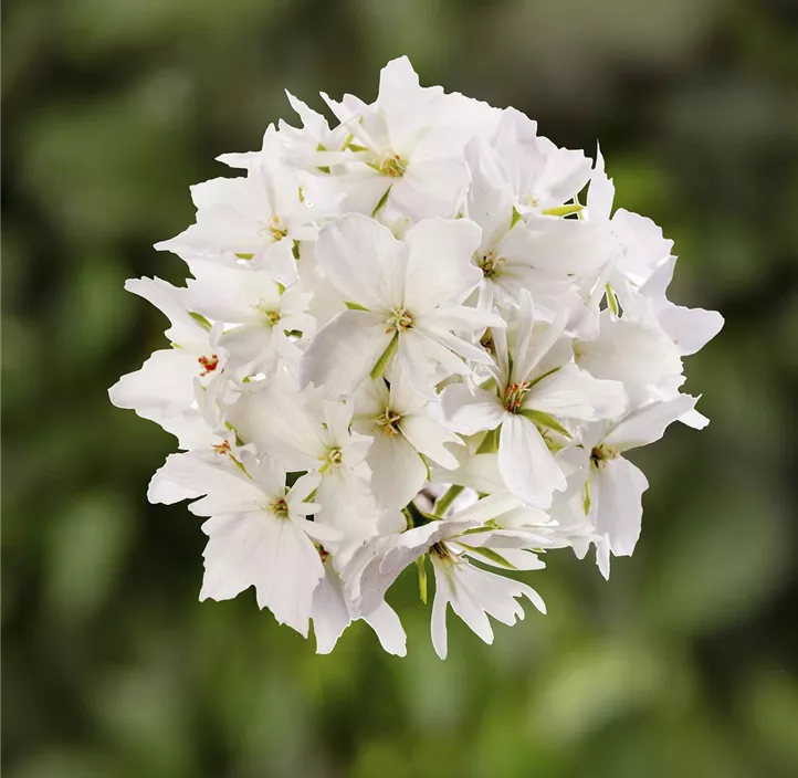 Zonal-Pelargonie 'Starry White'