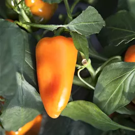 Capsicum annuum Premium Vitapep