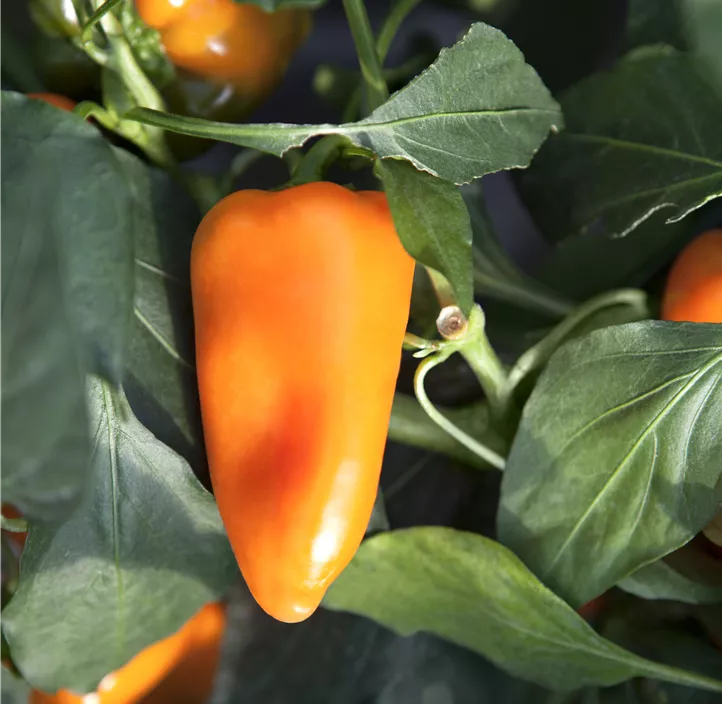 Snack-Paprika 'Vitapep'