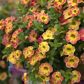 Calibrachoa chameleon