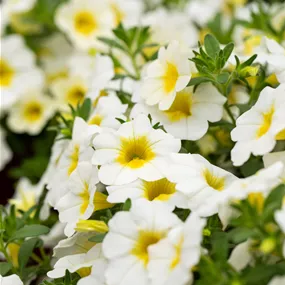 Calibrachoa Uno Frosty Lemon