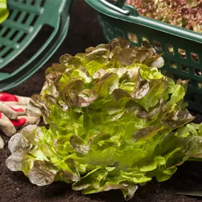 Lactuca sativa grün