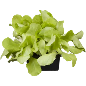 Lactuca sativa grün