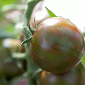 Lycopersicon Anti Aging groß Tiger