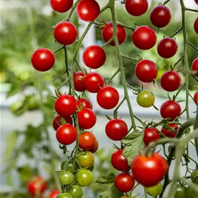 Lycopersicon Dolce Edox