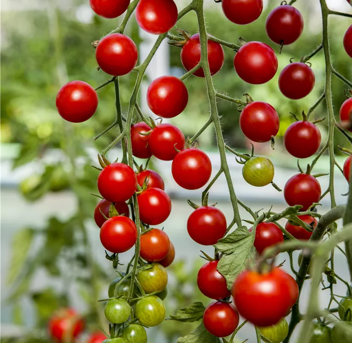 Kirschtomate Edox