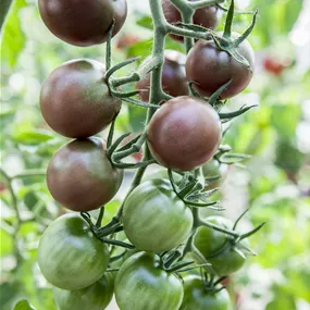 Lycopersicon Premium Cocktailtyp Schwarze Cherry