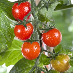 Lycopersicon esc. Tomtato