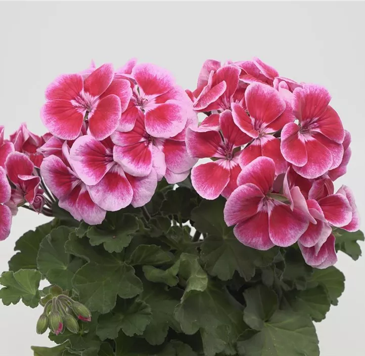 Zonal-Pelargonie