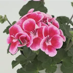 Pelargonium zonale Ylenia