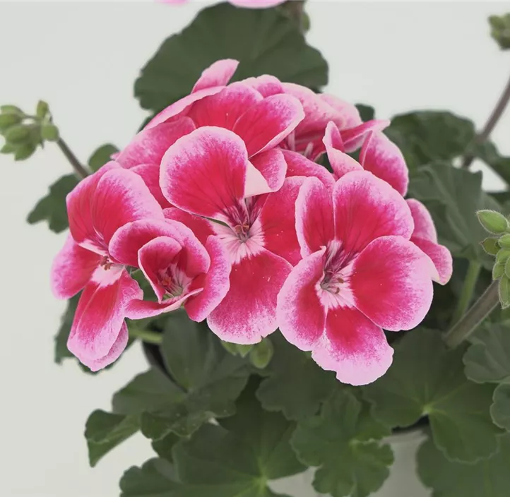 Zonal-Pelargonie