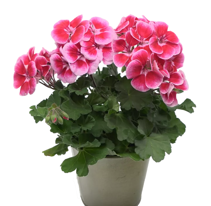 Zonal-Pelargonie