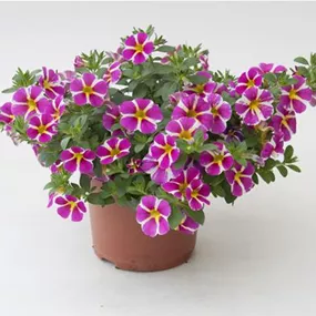 Petunia Hybride Calibrachoa Rave