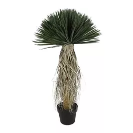 Yucca Rostrata