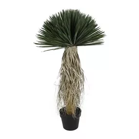 Yucca Rostrata