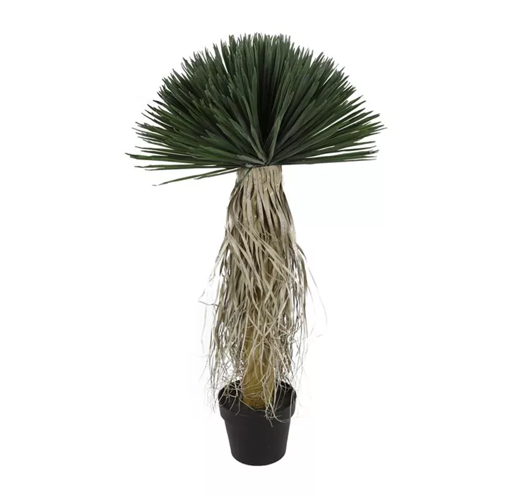 Yucca Rostrata