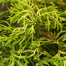 Chamaecyparis obtusa 'Brigitte'