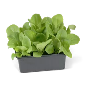 Lactuca sativa Günstiger Garten