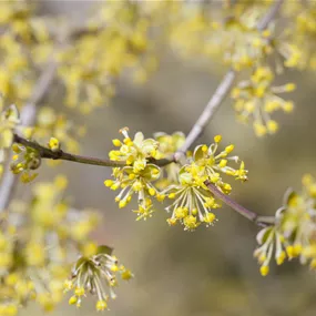 Cornus mas